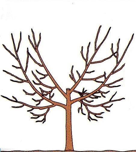 Pruning Methods for Wholesome Timber and Shrubs